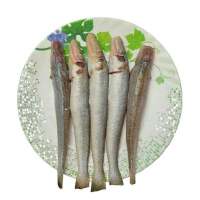 সামুদ্রিক বেলে মাছ